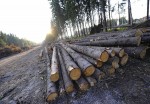 Оперативно-профилактическое мероприятие &laquo;Лес&raquo;