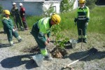 Посадка деревьев и уборка в честь экологического субботника